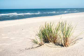 Wall Mural - Beach grass bush on white sand at North sea. Summer beach day