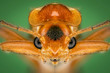 © Massimiliano Saccone/Scopio - Close up of insect