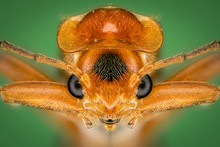 Close Up Of Insect