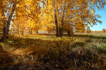 Autumn in the forest