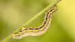 © Massimiliano Saccone/Scopio - Yellow pinstriped caterpillar