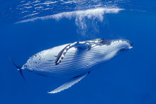 Humpback Whale In Water