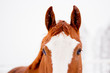 Close up of chestnut horse head in winter