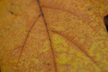 Wall Mural - autumn leaves background