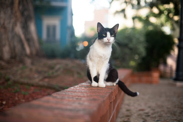 A curious and friendly young cat hangs out in a public park in Old San Juan, Puerto Rico and waits for visitors to feed it. 