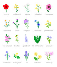 Collection Of Flowers