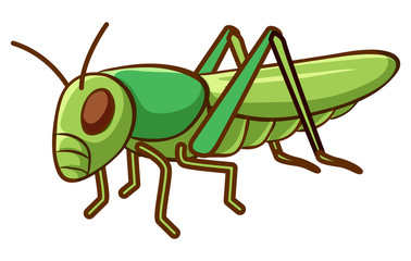 Wall Mural - Green grasshopper on white background