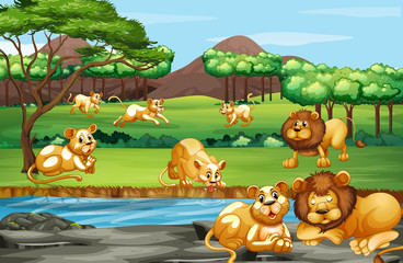 Poster - Scene with many lions in the field