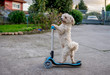 Small white dog driving a scooter