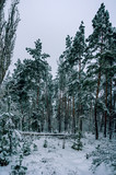 Fototapeta  - Winter landscape and nature