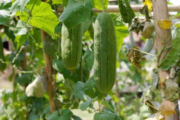 Smooth Loofah or Luffa cylindrica on tree