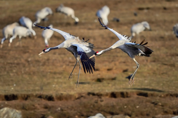 Canvas Print - Eurasian crane couple is approaching destination.