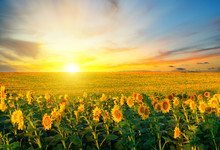 Field Of Blooming Sunflowers On Background Sunset.