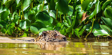 Jaguar Is Floating On The River. South America. Brazil. Pantanal National Park.