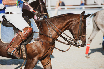 Wall Mural - rider on a horse during polo games detail