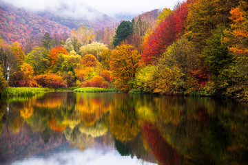 small lake surrounded by forest with colorful plants at autumn cloudy and foggy day. lake grza near 