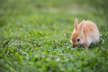 Funny little rabbit laying in the grass