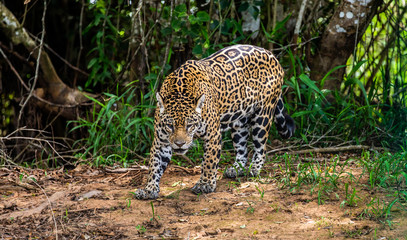 Wall Mural - Jaguar among the jungle. Close-up. South America. Brazil. Pantanal National Park.
