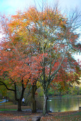 Tree in autumn in a park by the lake