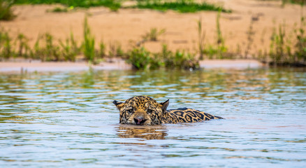 Wall Mural - jaguar is swimming on the river. south america. brazil. pantanal national park.