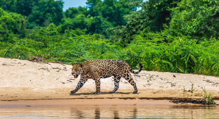Wall Mural - jaguar walks along the sand along the river against the backdrop of beautiful nature. south america.