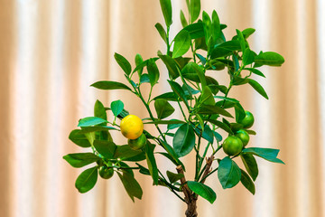 Houseplant Tangerine tree with small young green fruits in a pot. Bonsai 