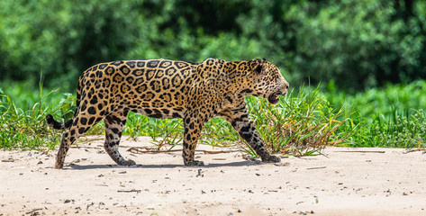 Wall Mural - Jaguar is walking along the sand against the backdrop of beautiful nature. South America. Brazil. Pantanal National Park.