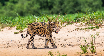 Poster - Jaguar is walking along the sand against the backdrop of beautiful nature. South America. Brazil. Pantanal National Park.