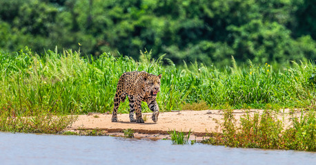 Poster - Jaguar is walking along the sand against the backdrop of beautiful nature. South America. Brazil. Pantanal National Park.