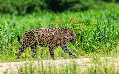 Poster - Jaguar is walking along the sand against the backdrop of beautiful nature. South America. Brazil. Pantanal National Park.