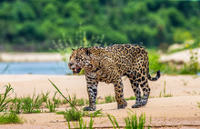 Jaguar Is Walking Along The Sand Against The Backdrop Of Beautiful Nature. South America. Brazil. Pantanal National Park.
