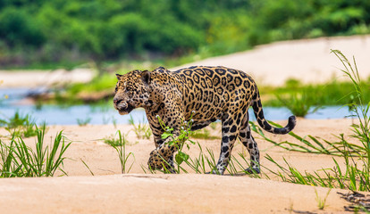 Poster - Jaguar is walking along the sand against the backdrop of beautiful nature. South America. Brazil. Pantanal National Park.