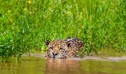 Wall Mural - Jaguar is floating on the river. South America. Brazil. Pantanal National Park.