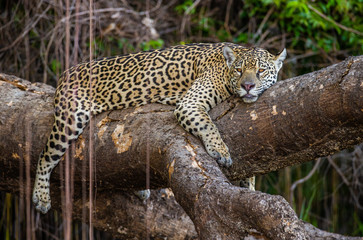 Poster - Jaguar lies on a picturesque tree in the middle of the jungle. South America. Brazil. Pantanal National Park.