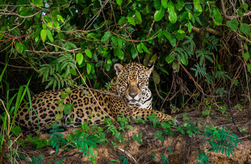 Poster - Jaguar lies on the ground among the jungle. Close-up. South America. Brazil. Pantanal National Park.