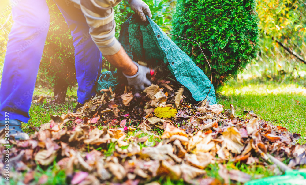 Seasonal raking of leaves in the garden. Concept of cleaning and caring for the garden. Man rakes withered and colorful leaves in the garden. Autumn cleaning before winter, spring cleaning garden.