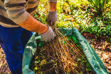Cutting Branches And Pruning Withered Plants. The Concept Of Cleaning And Caring For The Garden. The Man Pruns The Branches, Removes Withered Plants. Autumn Cleaning Before Winter, Spring Cleaning.