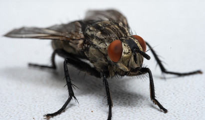 Macro photo of a fly as a background