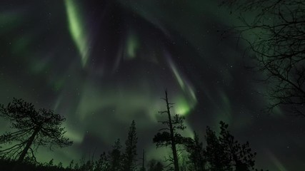 bright auroras over a forest in wilderness (5)