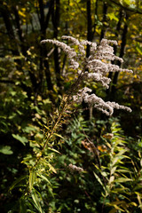 Wall Mural - Seeds on a goldenrod plant in nature.