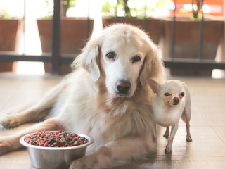 Golden retriever dog and whith chihuahua dog are close together  looking to the camera,with bowl of dog food  in front of them