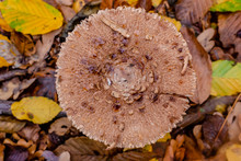 Macrolepiota Excoriata. Mushroom Umbrella In The Autumn Forest. Edible Mushrooms. Close-up