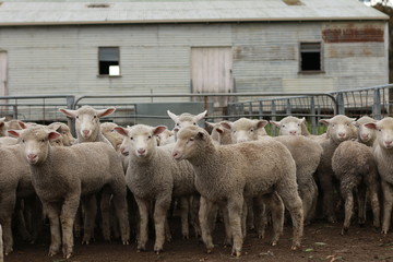 Flocks of young unshorn lambs seperated, in the sheep yards, from their parents, out the front of the shearing sheds waiting to be shorn, on a small family farm in rural Victoria, Australia