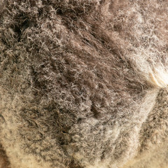 Wall Mural - close up of koala fur