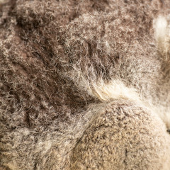 Wall Mural - close up of koala fur