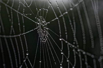 spider on web