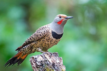 Male Red-shafted Northern Flicker Perched On Tree Stump