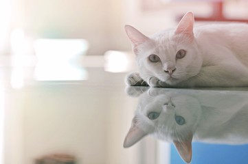 Wall Mural - Siamese cat is the Thai domestic cat, very cute and smart pet in house, beautiful white cat looking and take some rest on the tile floor