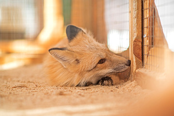 Wall Mural - a young fox in a cage. photographed close-up.