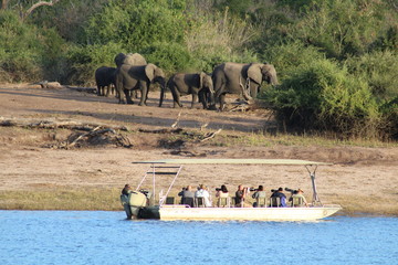 Elephants in Africa